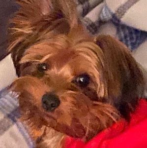 Meet your Posher, Bill